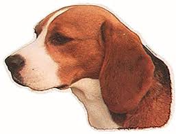 pet sticker - beagle